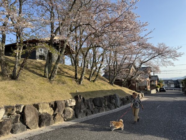 丘のうえの平家柴犬