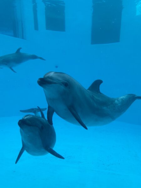 名古屋港水族館