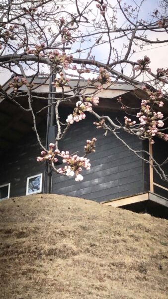 平屋住宅桜
