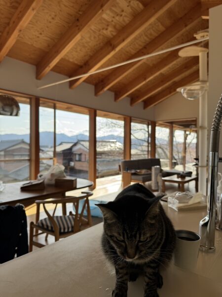 甲賀市の平屋にいる猫