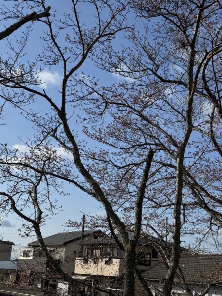 甲賀市の桜の咲く家