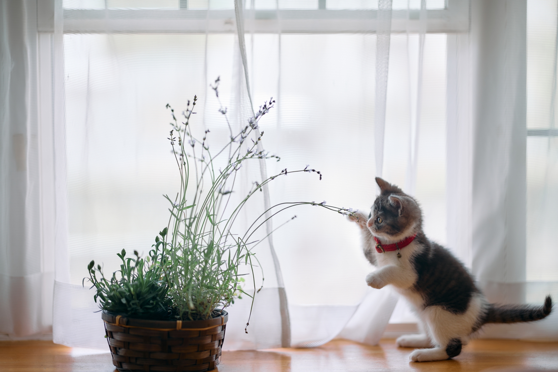 ウィンドウトリートメント