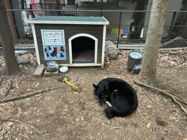 看板犬