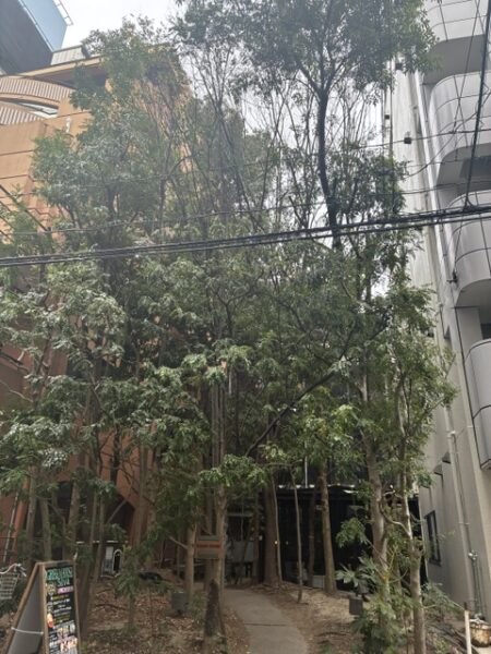 GREEN　HOUSE　Silva