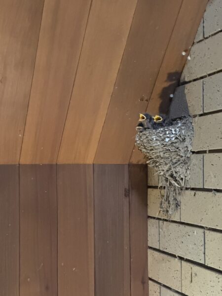 つばめ